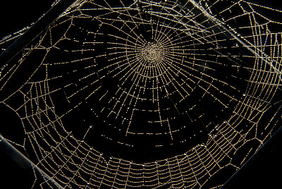 百度蜘蛛抓取网站的四个核心因素